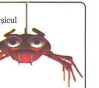 Păianjenul-mascotă atârnat de un fir
