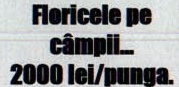 Citat: „Floricele pe câmpii... 2000 lei/punga."